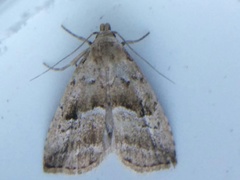 Hypenodes caducus