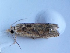 Eucosma ochrocephala