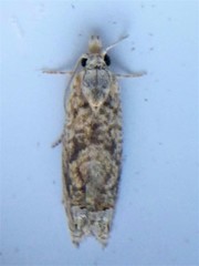 Eucosma ochrocephala