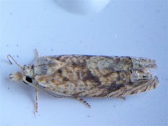 Eucosma ochrocephala
