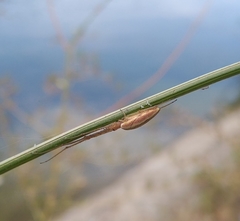 Tetragnatha extensa