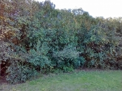 Ligustrum lucidum