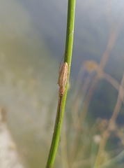 Tetragnatha extensa