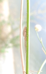 Tetragnatha extensa