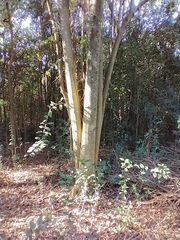 Ligustrum lucidum
