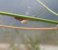 Tetragnatha extensa