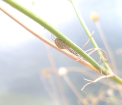 Tetragnatha extensa