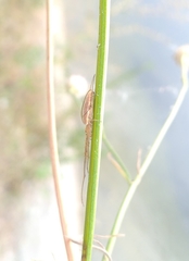 Tetragnatha extensa
