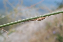 Tetragnatha extensa