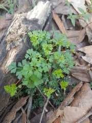 Xanthosia dissecta