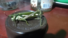 Aeolacris octomaculata