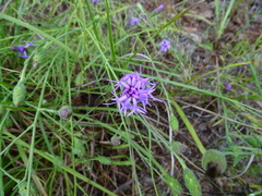 Liatris cymosa