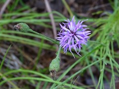 Liatris cymosa