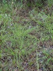 Liatris cymosa