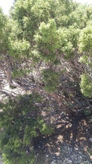 Juniperus pinchotii