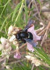 Xylocopa californica arizonensis