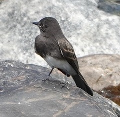 Sayornis nigricans semiater