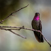 Amethyst-throated Mountain-Gem - Photo (c) Raúl Trujillo Tovar, some rights reserved (CC BY-NC), uploaded by Raúl Trujillo Tovar
