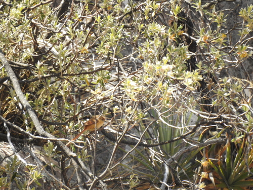 Tawny Tit-Spinetail (Sylviorthorhynchus yanacensis), photo 5