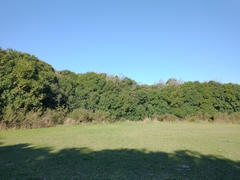 Ligustrum lucidum