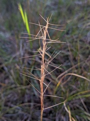 Aristida necopina