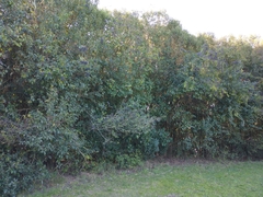 Ligustrum lucidum
