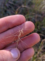 Aristida necopina