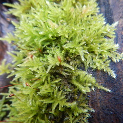 Eurhynchiastrum pulchellum