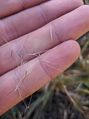 Aristida necopina