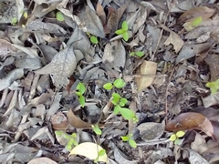 Ligustrum lucidum