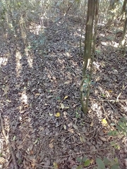 Ligustrum lucidum