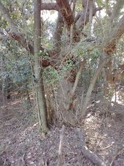 Celtis tala
