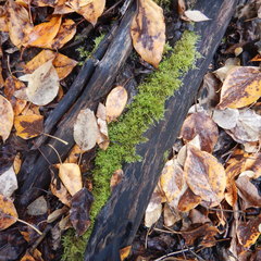 Eurhynchiastrum pulchellum