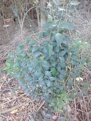 Ligustrum lucidum