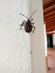 Pachylis argentinus