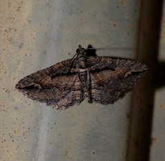 Chrysolarentia plagiocausta