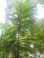 Chamaedorea costaricana