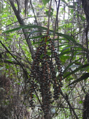 Chamaedorea costaricana