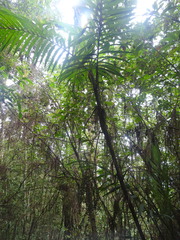 Chamaedorea costaricana