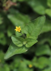 Calyptocarpus vialis