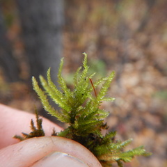 Eurhynchiastrum pulchellum