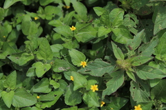 Calyptocarpus vialis