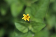 Calyptocarpus vialis