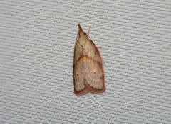 Enchocrates glaucopis