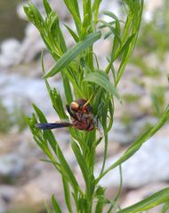 Euodynerus crypticus