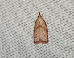 Enchocrates glaucopis