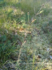 Hieracium longipilum