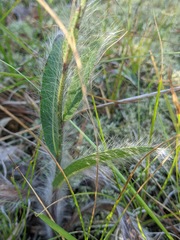 Hieracium longipilum