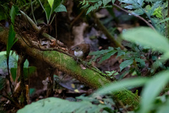 Microcerculus marginatus