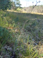 Hieracium longipilum